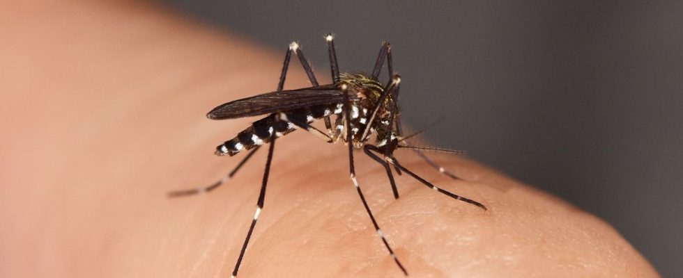 Diseases transmitted by the tiger mosquito France could experience an