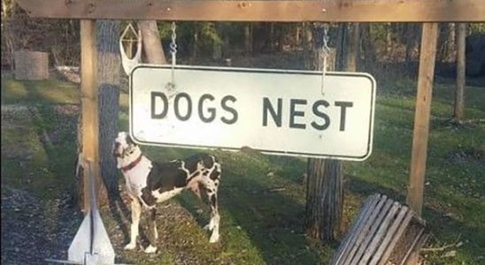 Dogs Nest gets its day