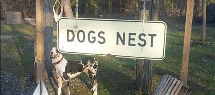 Dogs Nest gets its day