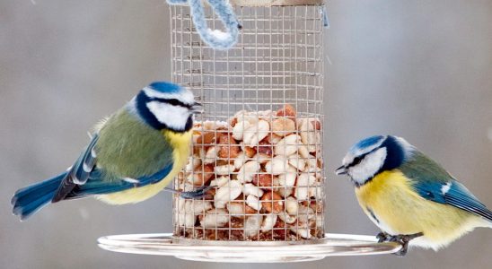 Fed small birds cope better with infections