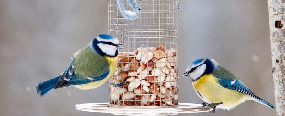 Fed small birds cope better with infections