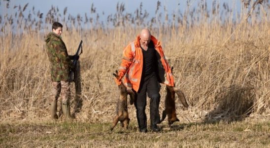 Foxes have another month of free play in the Eempolder