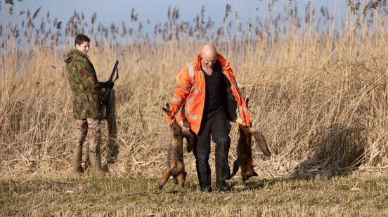 Foxes have another month of free play in the Eempolder