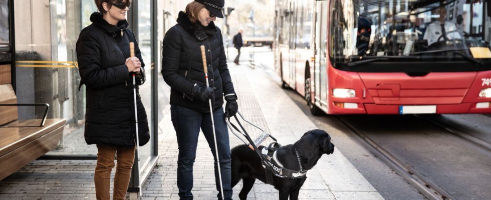 Guide dogs for the blind refused The public authorities must