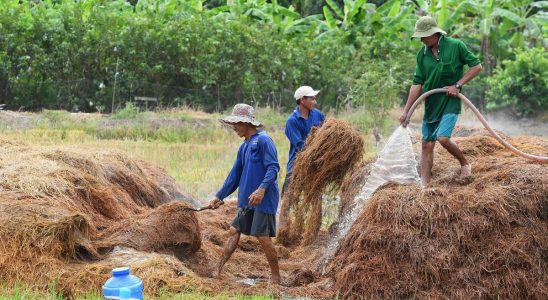 In Vietnam ways to reduce the impact of rice on