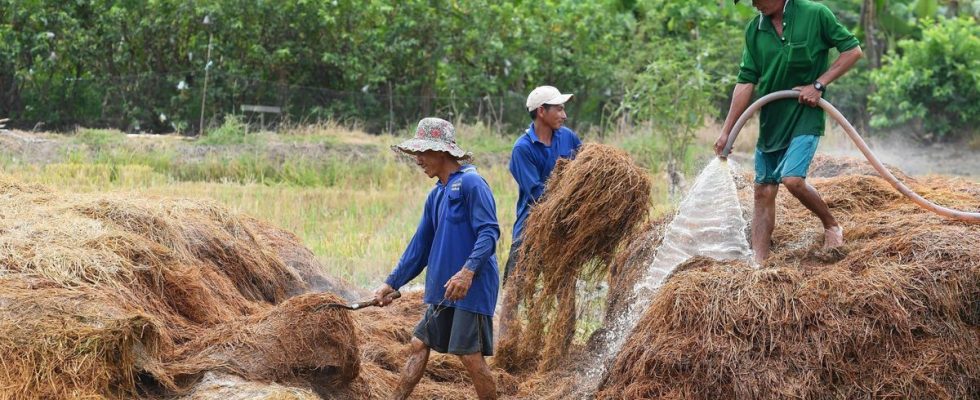 In Vietnam ways to reduce the impact of rice on