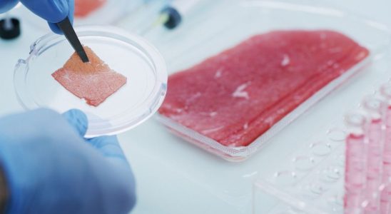 Italy wants to ban laboratory meat