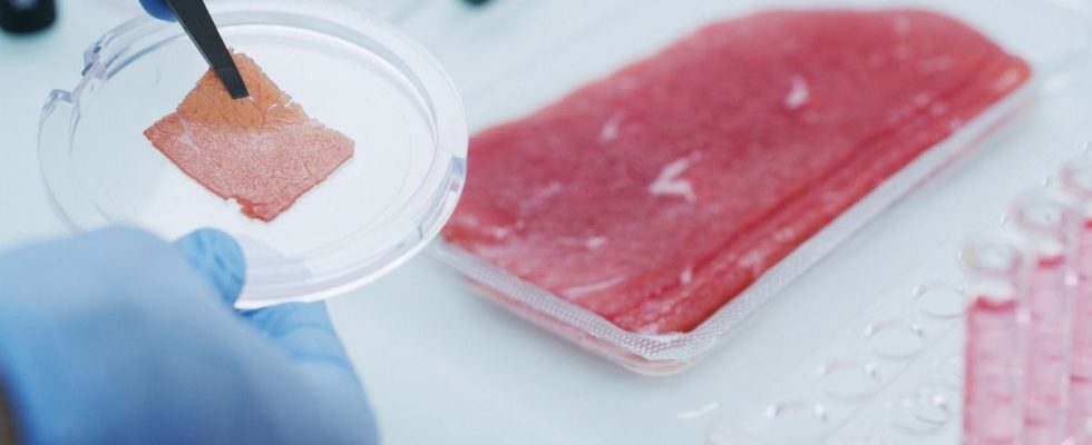 Italy wants to ban laboratory meat