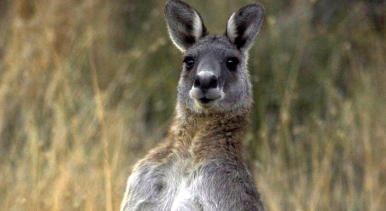 Kangaroo on the loose in Jutland