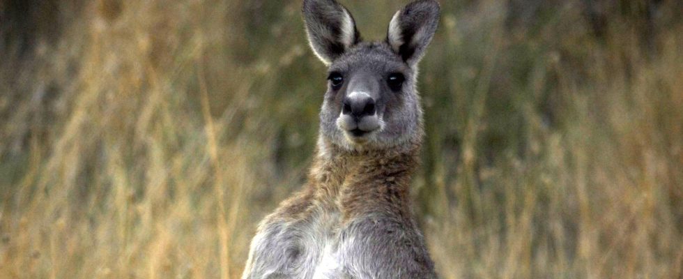 Kangaroo on the loose in Jutland