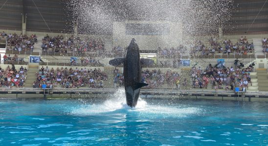 Marineland dAntibes two new dolphin shows