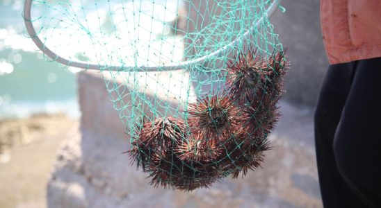 Marseille sea urchins victims of overfishing