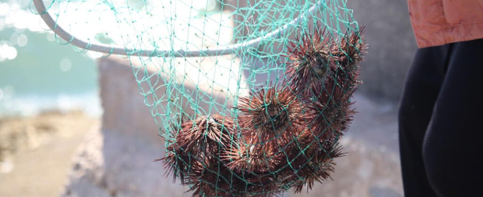 Marseille sea urchins victims of overfishing