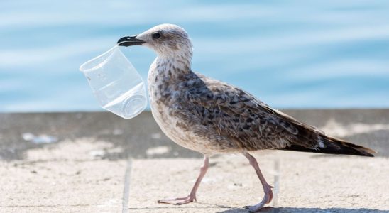 Microplastics are messing up the digestive system of seabirds