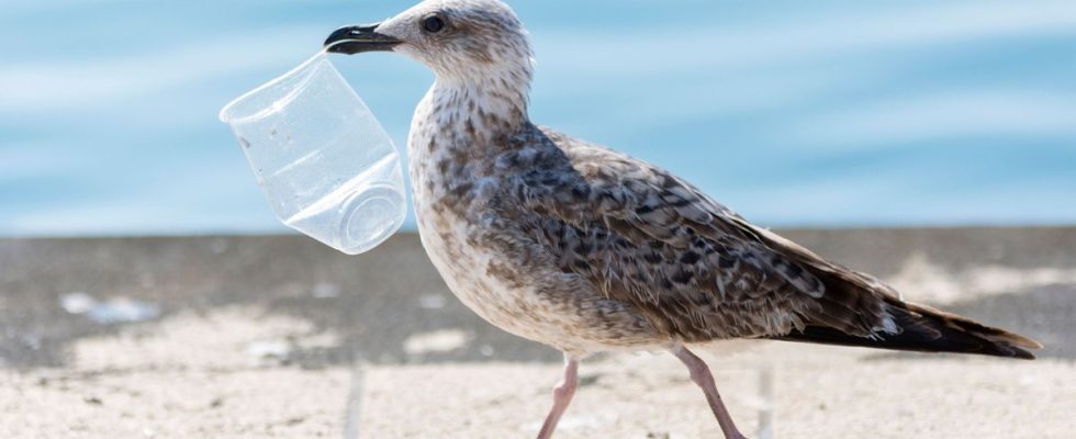 Microplastics are messing up the digestive system of seabirds