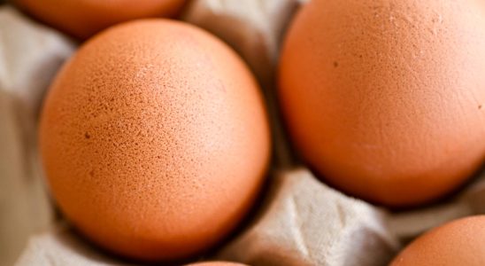 New salmonella alarm at a large egg producer