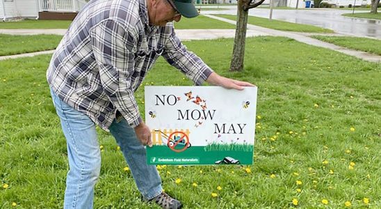 No Mow May initiative aims to help pollinators