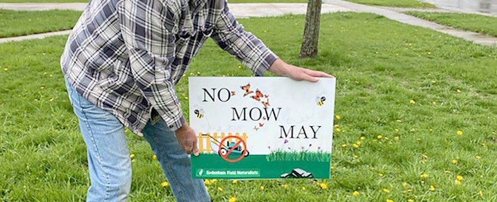 No Mow May initiative aims to help pollinators