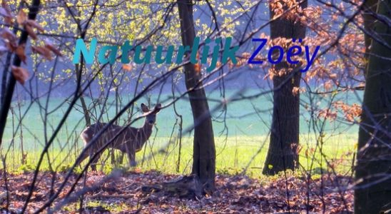 Of course Zoey The deer is easy to see from