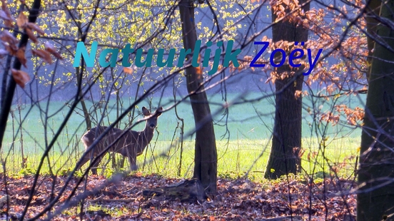 Of course Zoey The deer is easy to see from