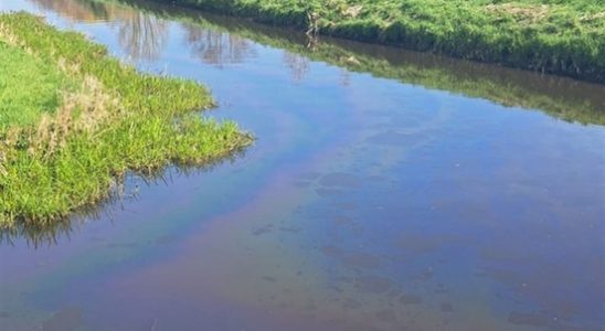 Oil slick flows through water in Overvecht Dierenambulance tries to