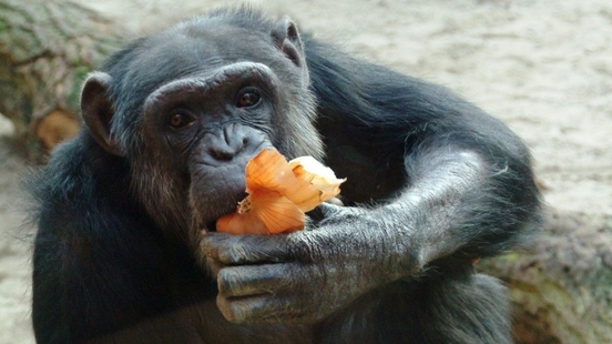 Oldest chimpanzee 56 of DierenPark Amersfoort passed away Sjors was