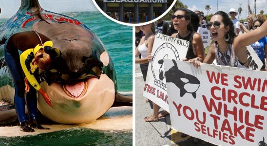 Orca Lolita 56 is released from the Miami Seaquarium