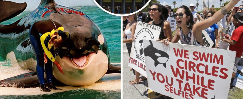 Orca Lolita 56 is released from the Miami Seaquarium