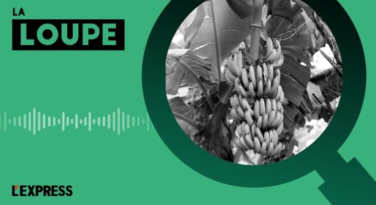 PODCAST The West Indian banana threatened by the dollar banana