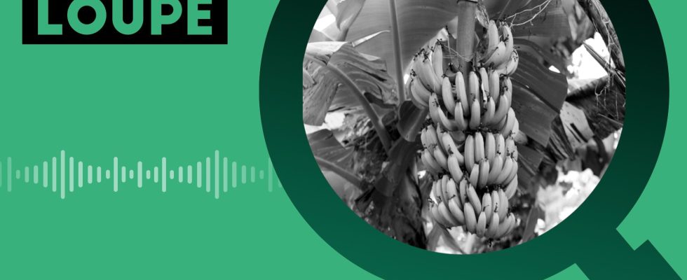 PODCAST The West Indian banana threatened by the dollar banana