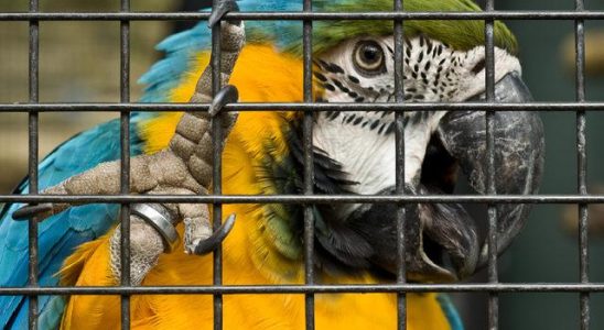 Parrots video call each other A surprising result emerged