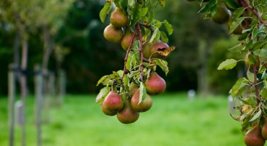 Pears are more popular with fruit growers than apples Pears