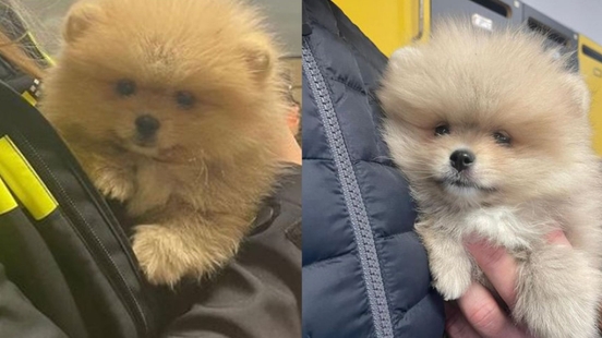 Police in Utrecht confiscate two puppies for sale