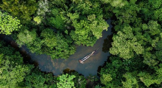 Protecting the Amazon is also a major health issue