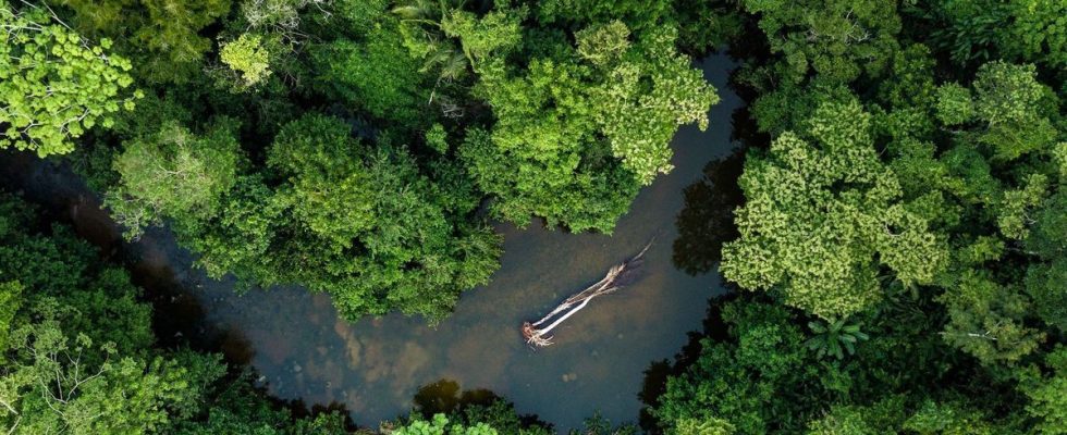 Protecting the Amazon is also a major health issue