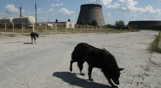 Scientists Have Analyzed the DNA of Chernobyl Dogs and Found