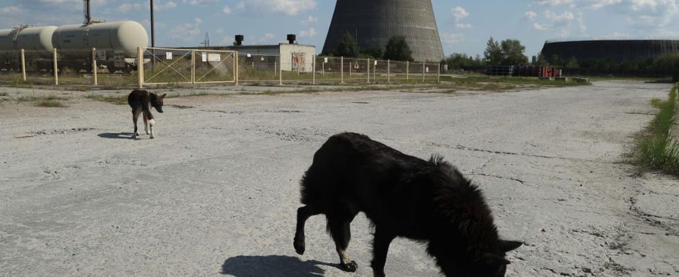 Scientists Have Analyzed the DNA of Chernobyl Dogs and Found