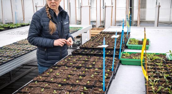 She takes up the fight against imported cut flowers