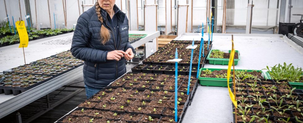 She takes up the fight against imported cut flowers