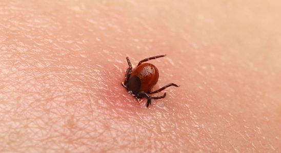 Should we worry about encephalitis this virus detected on ticks