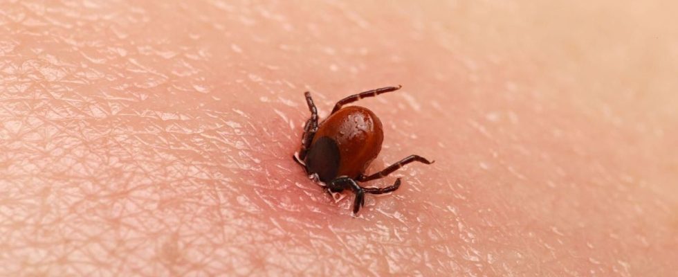 Should we worry about encephalitis this virus detected on ticks