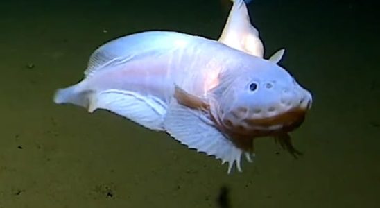 The deepest fish in the world has been found 8