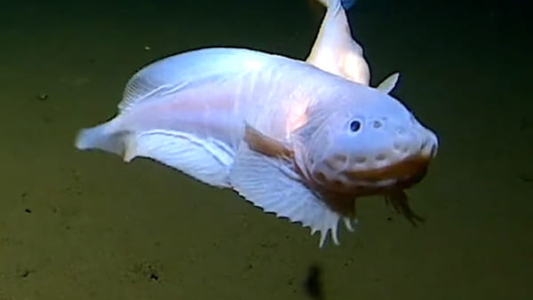 The deepest fish in the world has been found 8