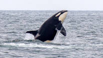 The killer whale which has lived in captivity for more