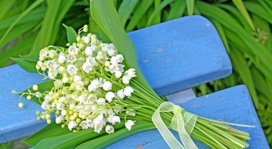 The most beautiful photos of lily of the valley to