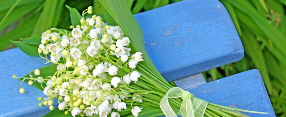 The most beautiful photos of lily of the valley to