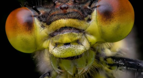 These mesmerizing macro photos of insects