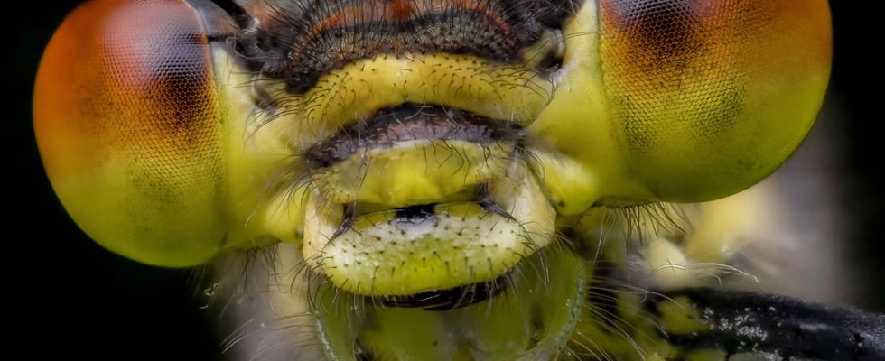 These mesmerizing macro photos of insects