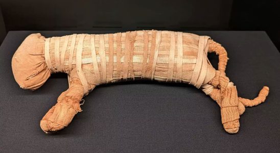 This animal mummy amazes visitors to the Ramses expo its