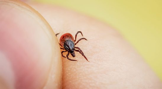 Tick borne encephalitis symptoms vaccine in France